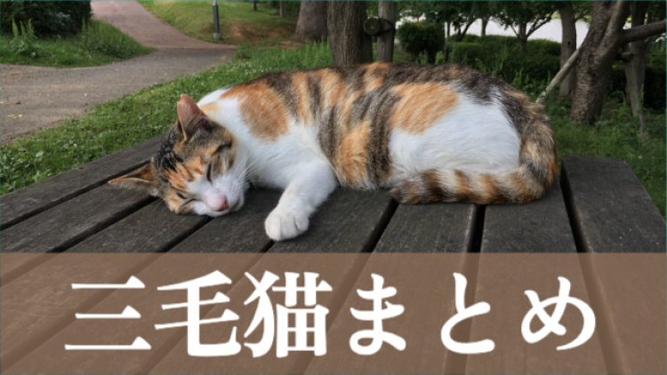 三毛猫しか勝たん!